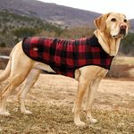 12 Best Winter Dog Coats of 2022