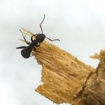 How To Identify and Get Rid of Carpenter Ants