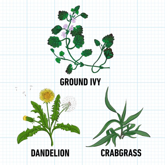 Crabgrass Ground Ivy And Dandelion