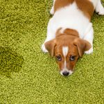 How To Get Dog and Cat Pee Out of Carpet