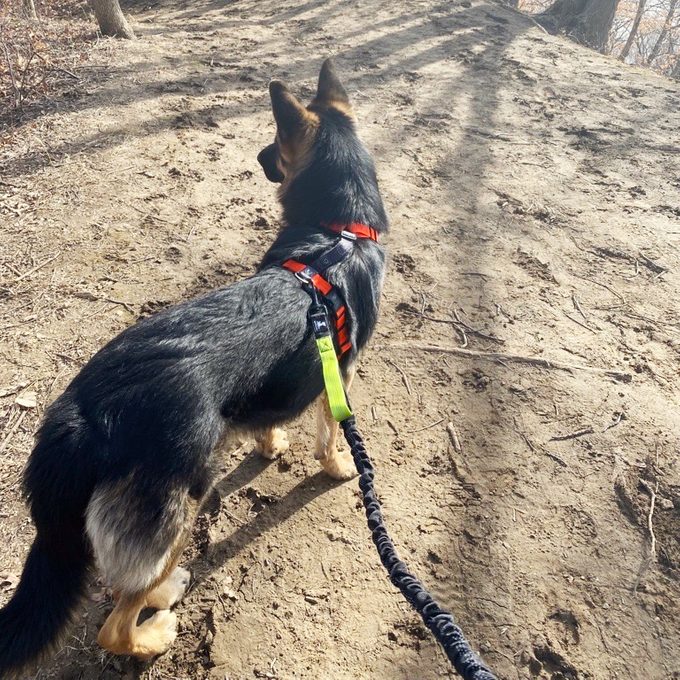 German shepherd dog hiking with a Hands Free Leash