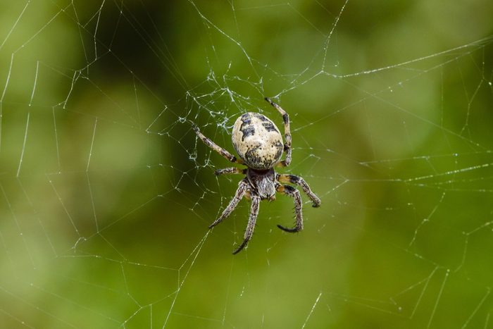 The female spider of araneus cornutus sits in the center of its web with prey