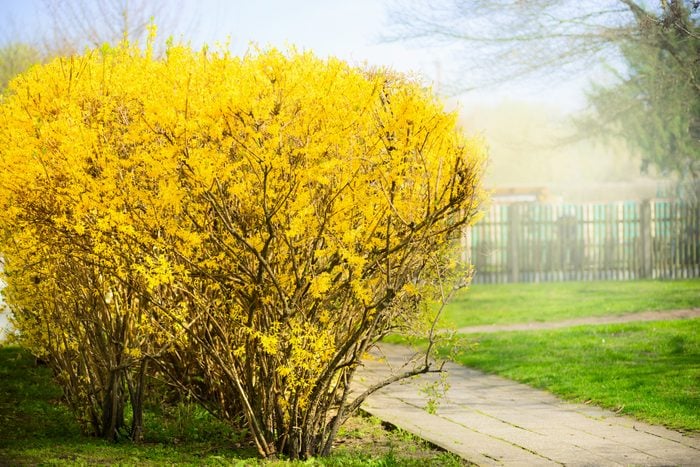Yellow Forsythia bush at gardens background. Spring blossom.