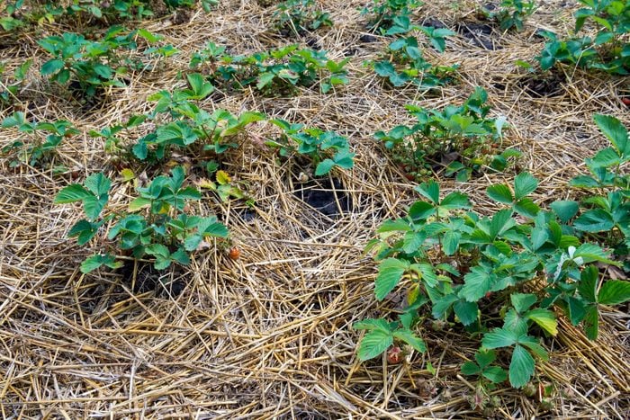 Mulching young strawberry bushes with a layer of dry straw