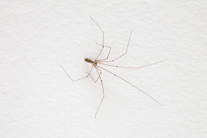Common household long-legged spider on a white wall close up shot