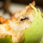 12 Best Ways to Kill Ants in Your Home and Yard