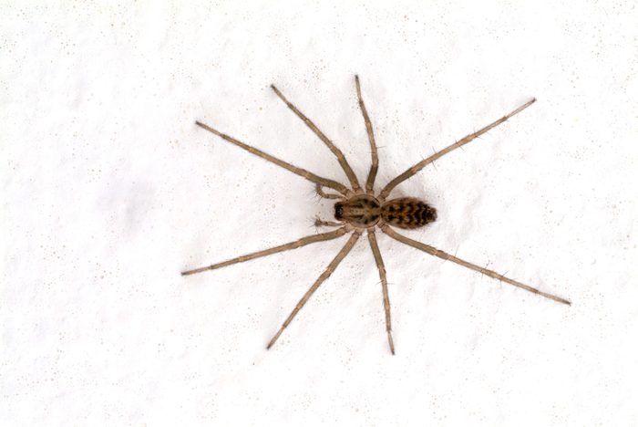 Hobo spider on a wall