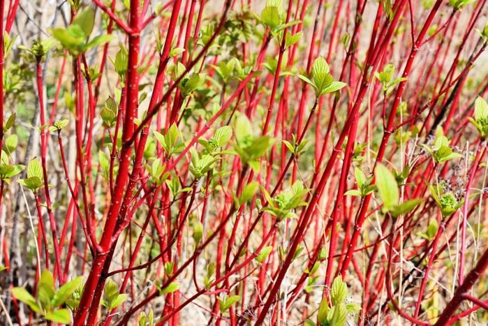 Red stems on shrub in spring