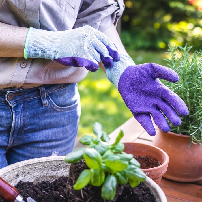 Woman puts on gardening gloves and planting herbal seedling outdoors