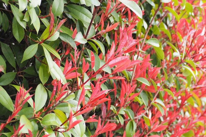 Red shoots of red tip photinia (photinia x fraseri)