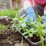 Gardening 101: How To Plant Flowers