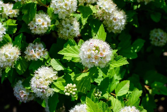 Shrub with many delicate white flowers of Physocarpus opulifolius plant commonly known as arrowwood or common, Eastern, Atlantic or simply ninebark in a garden in a sunny spring day