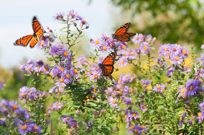Close-up Monarch butterflies resting on flowers