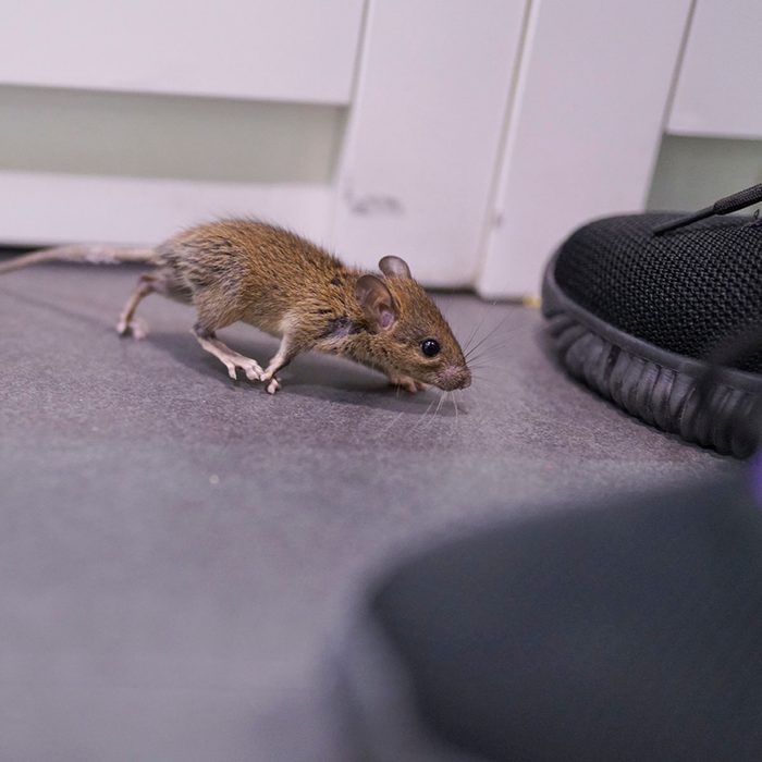 Mouse near person's feet